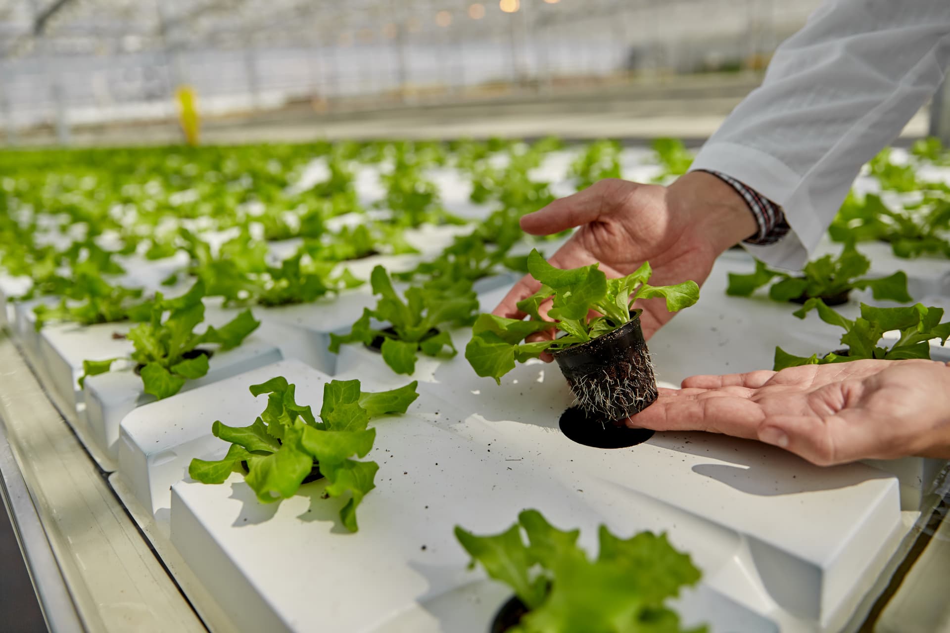 Organic soil improvers